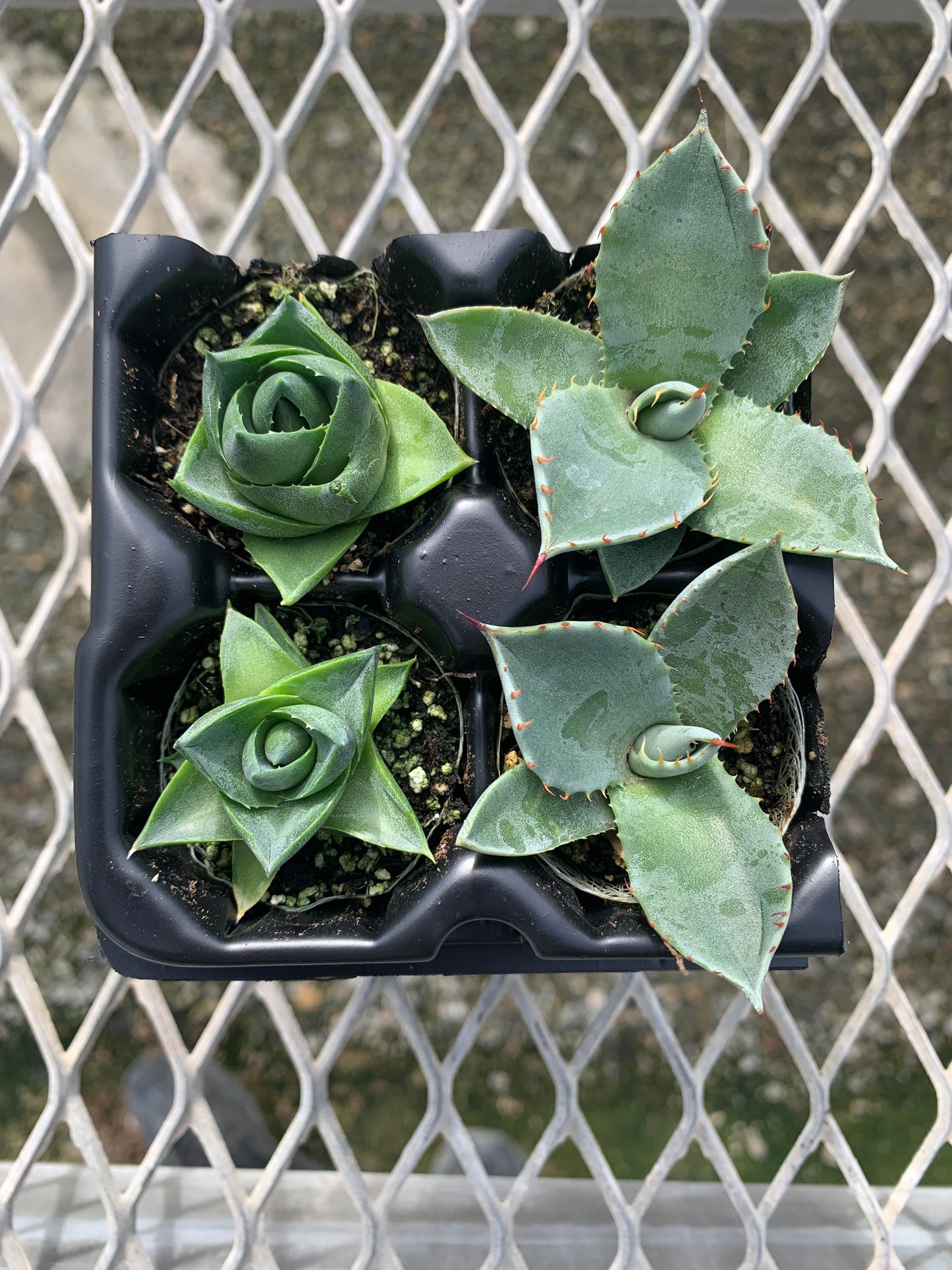 Agave Succulent Starter Plant 2x2 Pack - MicroStarts Plant Plugs