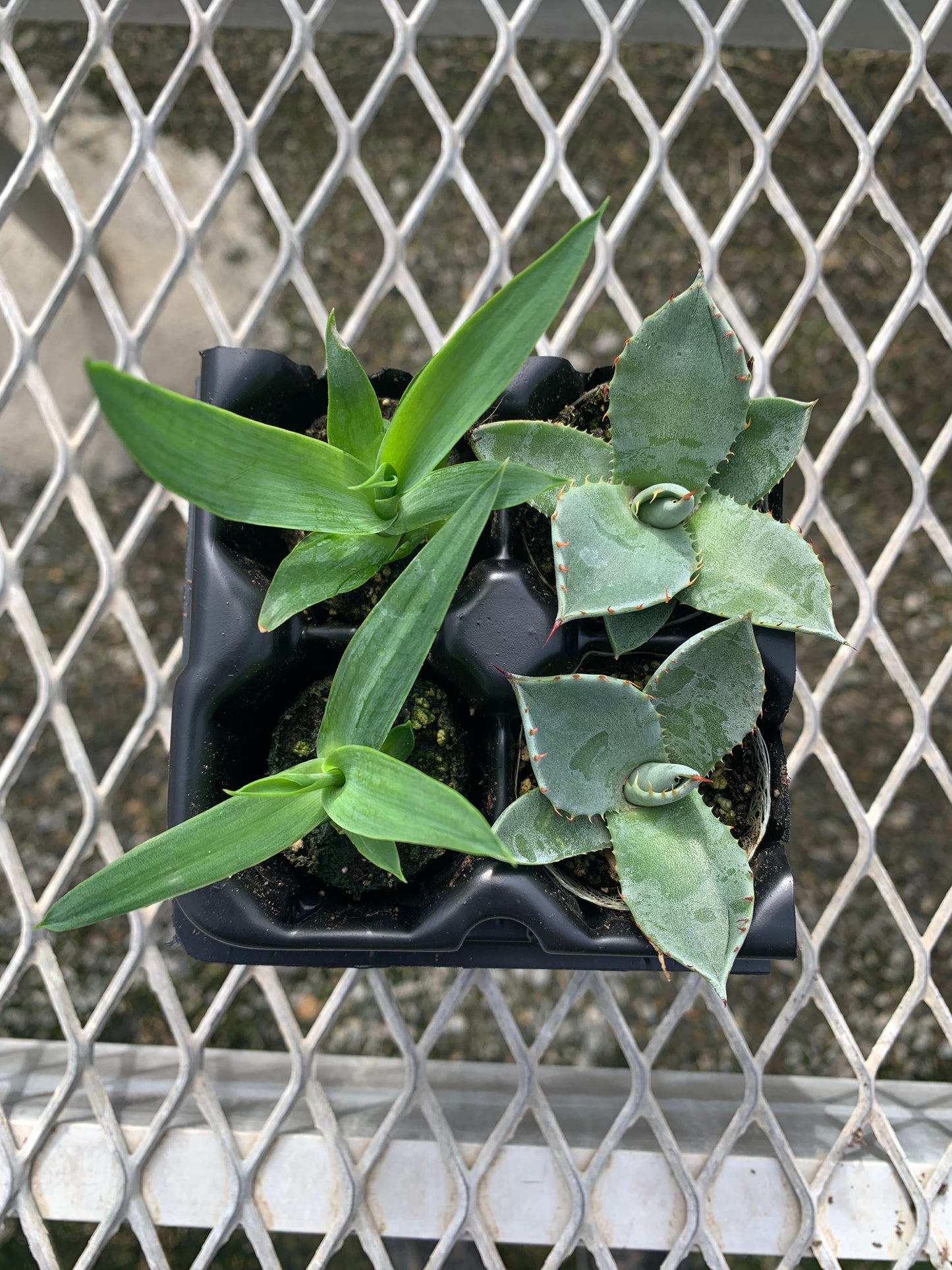 Agave Succulent Starter Plant 2x2 Pack - MicroStarts Plant Plugs