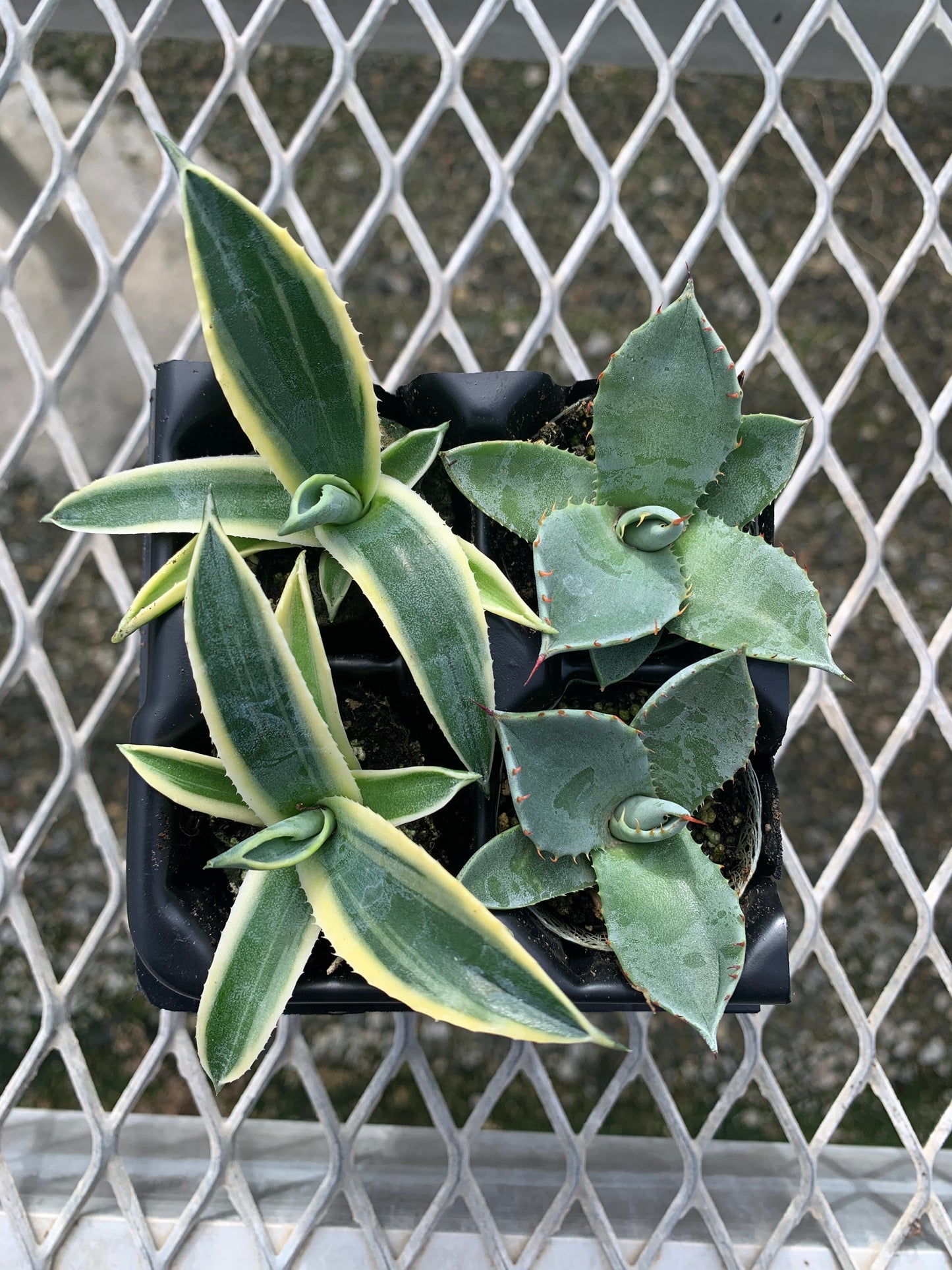 Agave Succulent Starter Plant 2x2 Pack - MicroStarts Plant Plugs