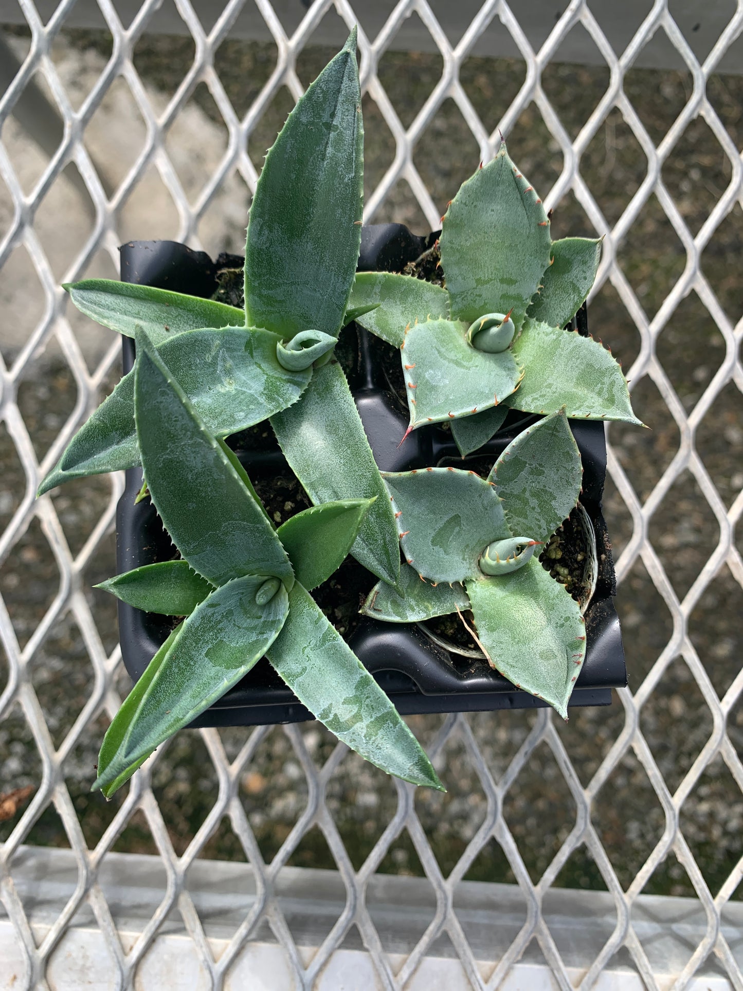 Agave Succulent Starter Plant 2x2 Pack - MicroStarts Plant Plugs