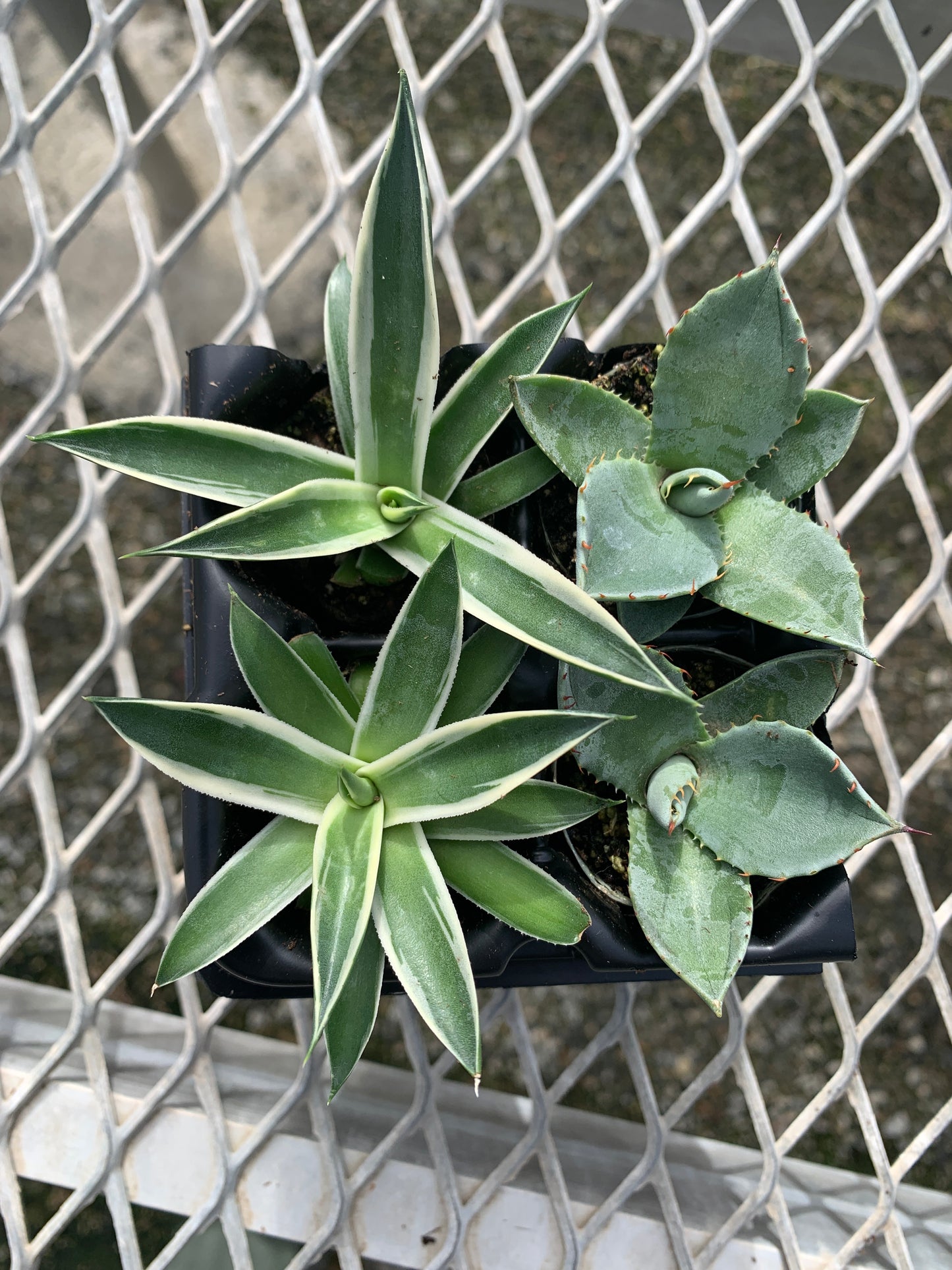 Agave Succulent Starter Plant 2x2 Pack - MicroStarts Plant Plugs