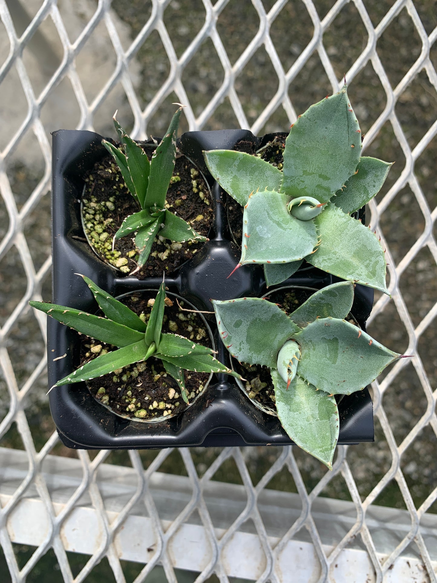 Agave Succulent Starter Plant 2x2 Pack - MicroStarts Plant Plugs