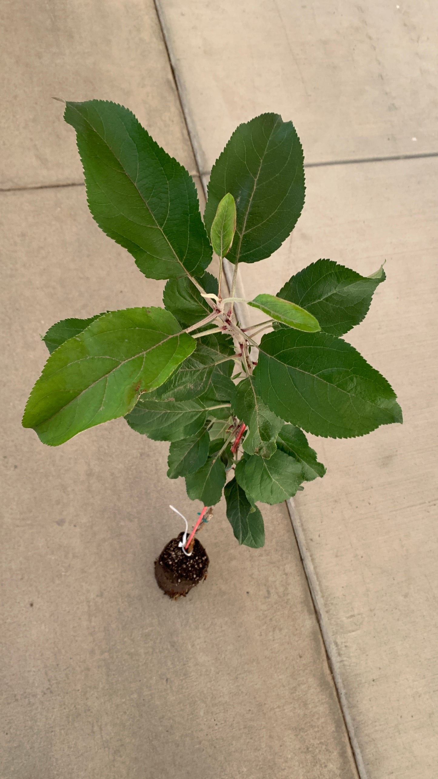 Fruit & Nut Trees Grafted Trees - Self Pollinating - MicroStarts