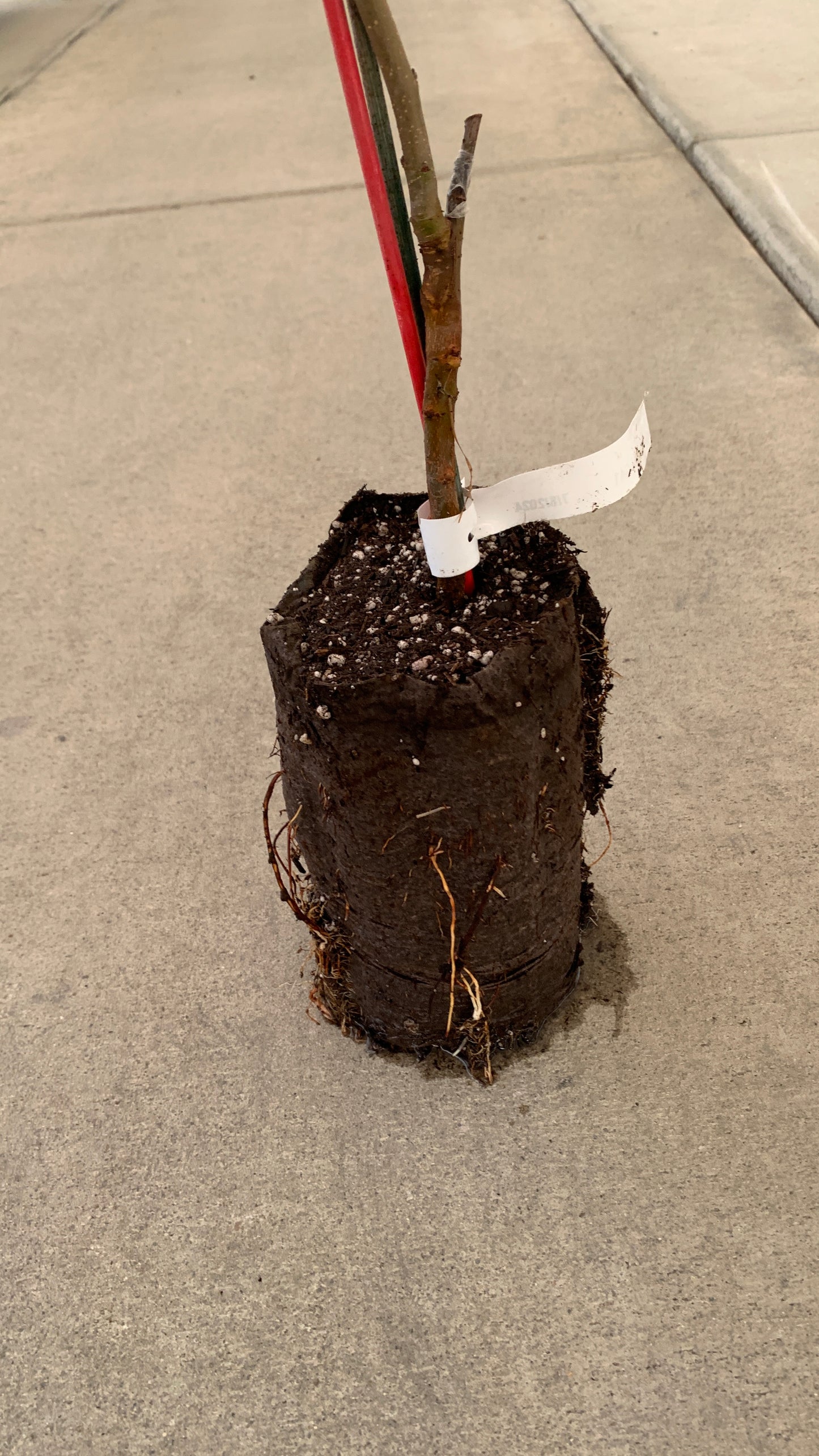 Fruit & Nut Trees Grafted Trees - Self Pollinating - MicroStarts