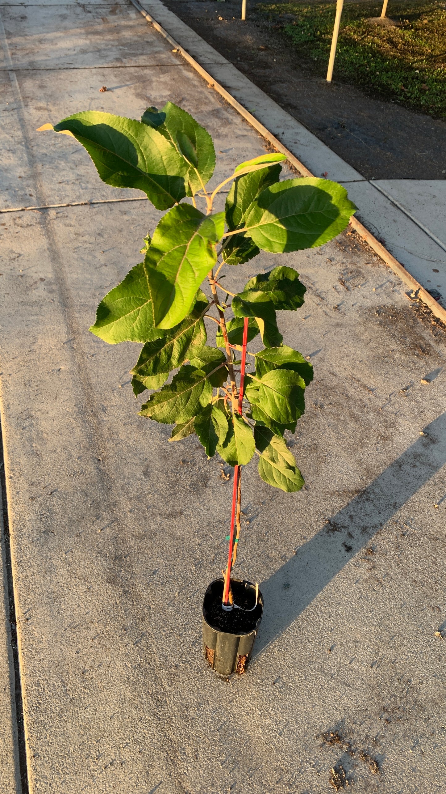 Fruit & Nut Trees Grafted Trees - Self Pollinating - MicroStarts