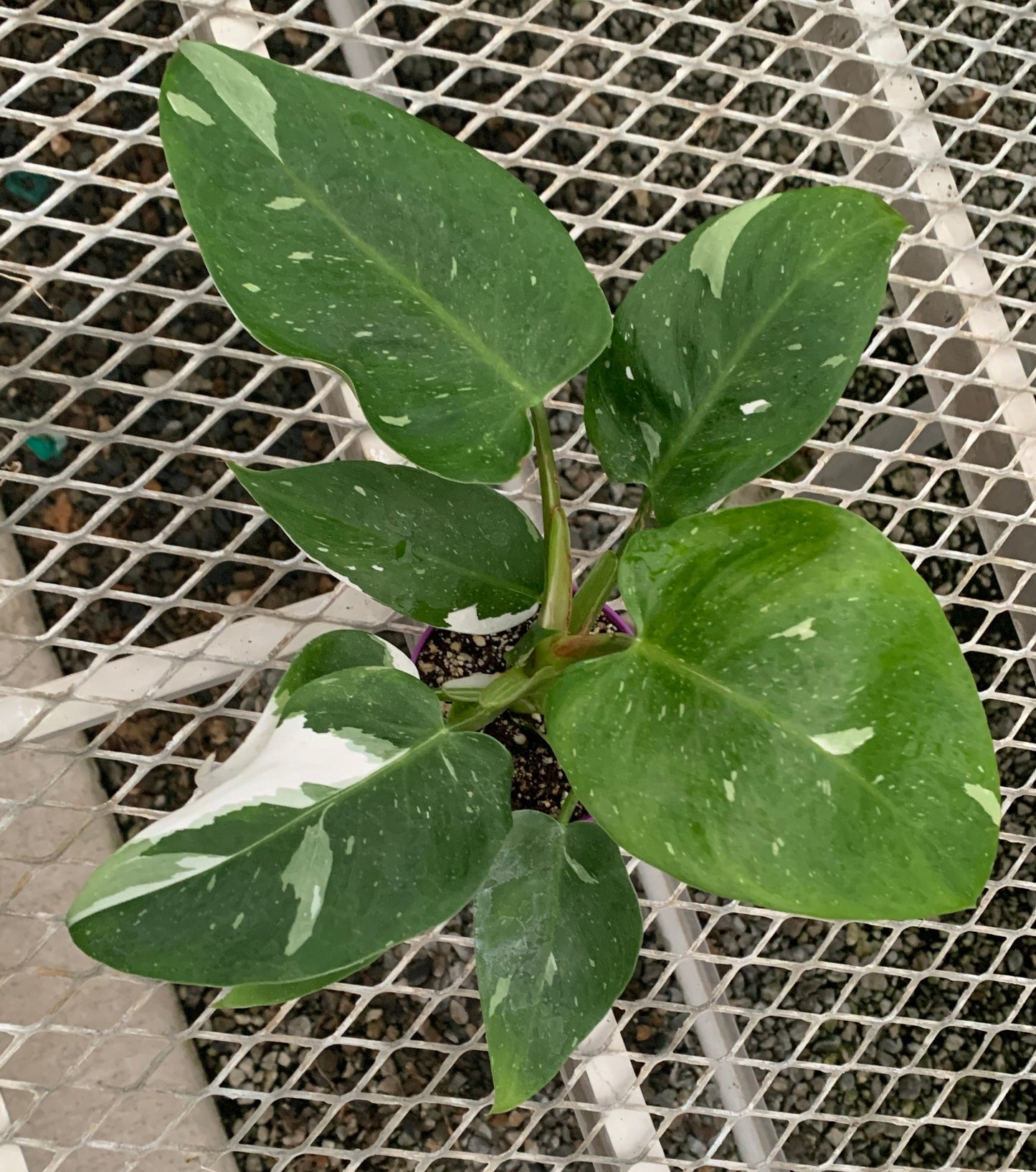 Philodendron 'White Wizard' in Small Colorful Pot - MicroStarts