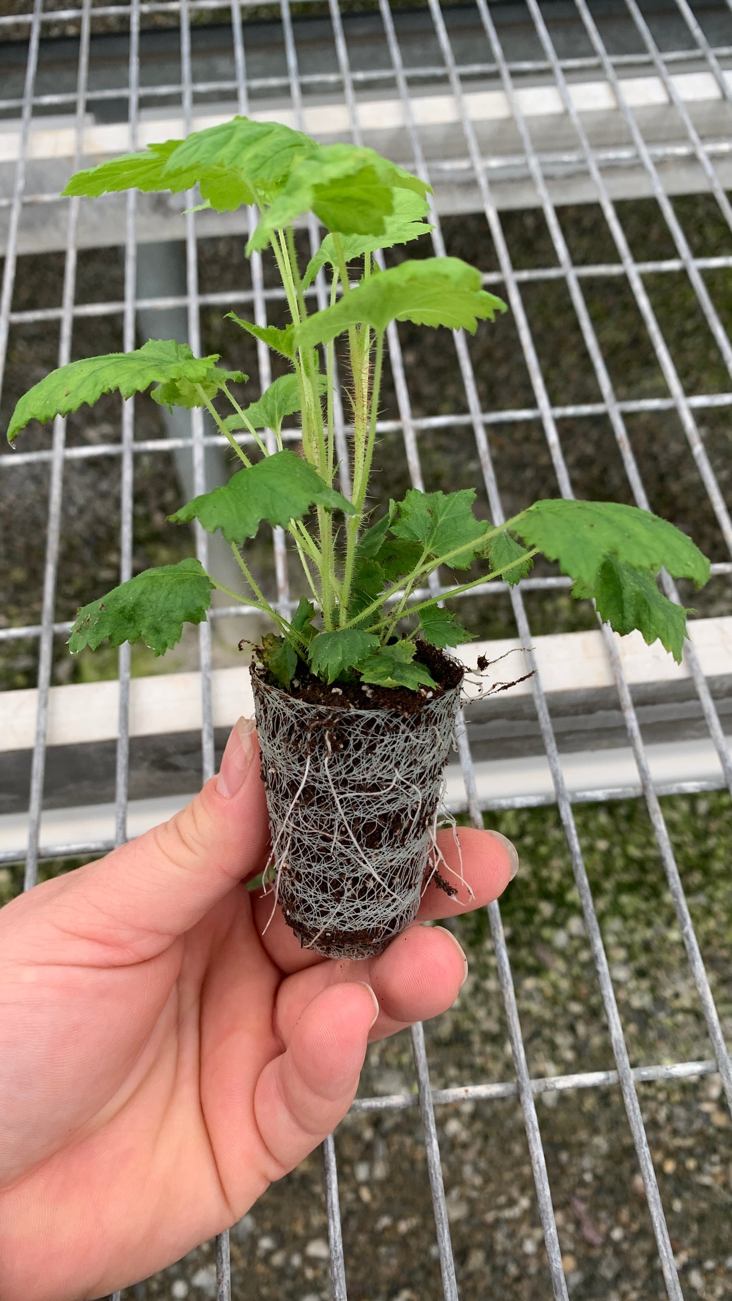Raspberry Starter Plants - MicroStarts Plant Plugs 4 Pack