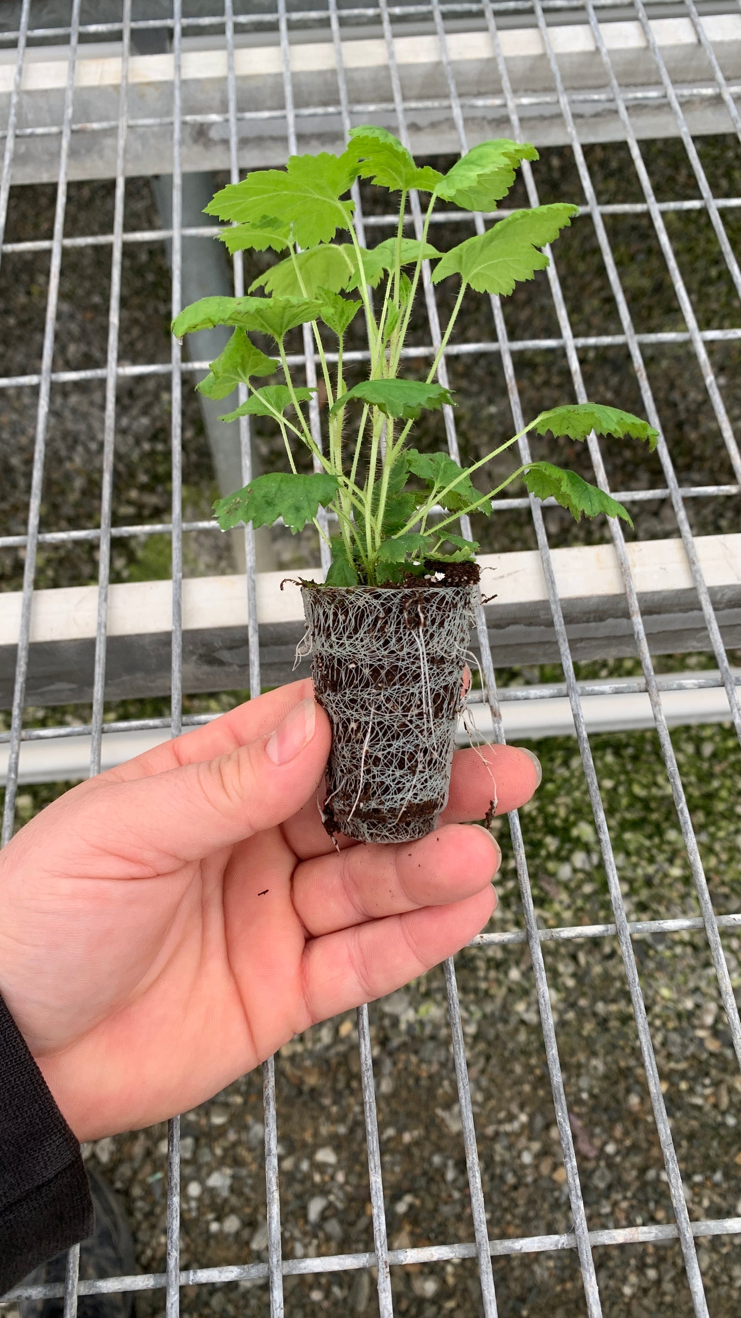 Raspberry Starter Plants - MicroStarts Plant Plugs 4 Pack