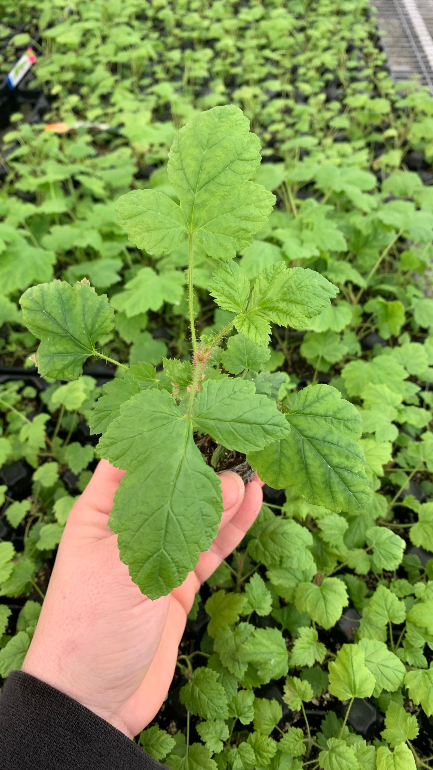 Raspberry Starter Plants - MicroStarts Plant Plugs 4 Pack