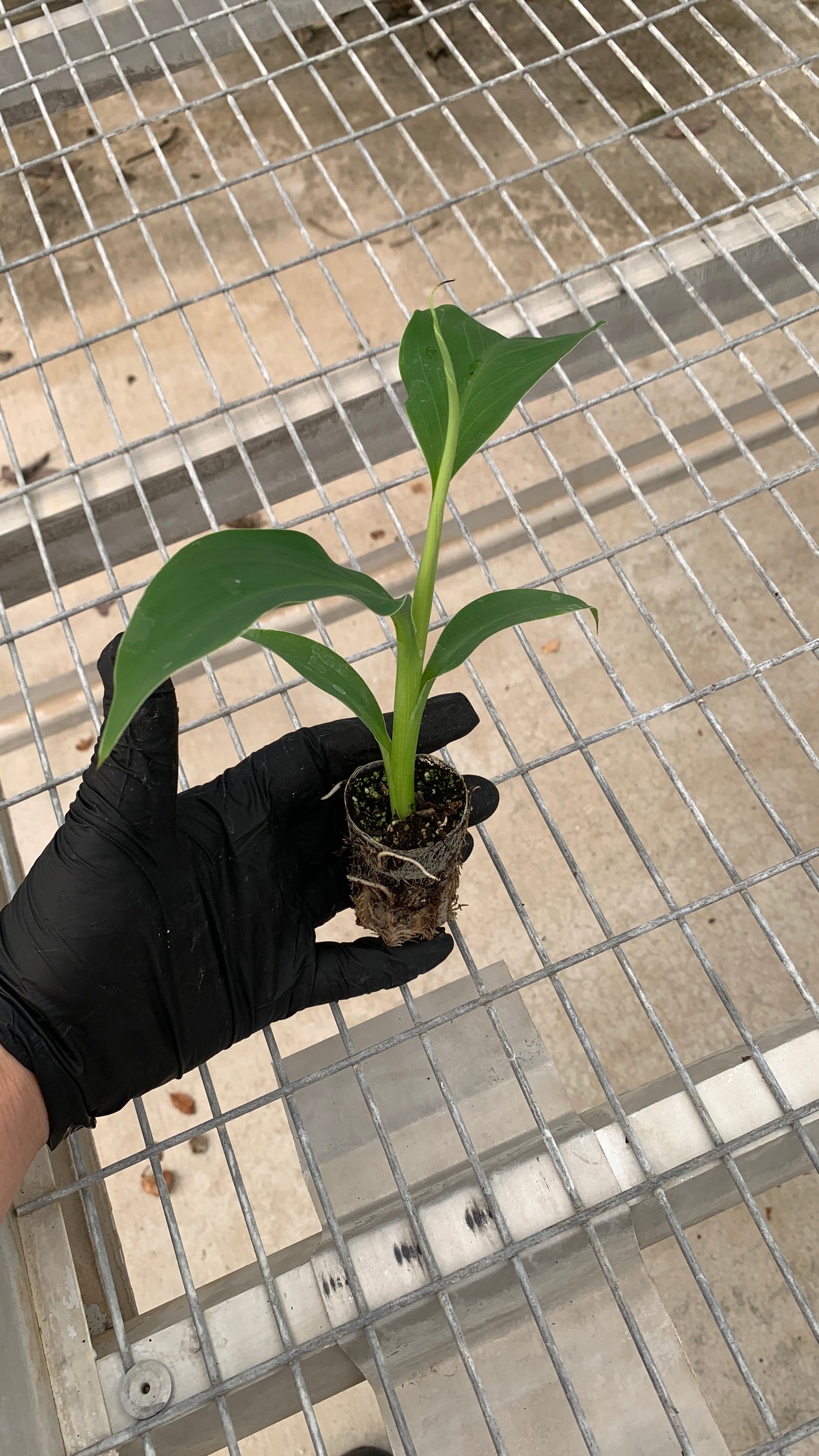 Ice Cream Banana Tissue Culture Starter Trees - Musa acuminata - MicroStarts Plant Plugs