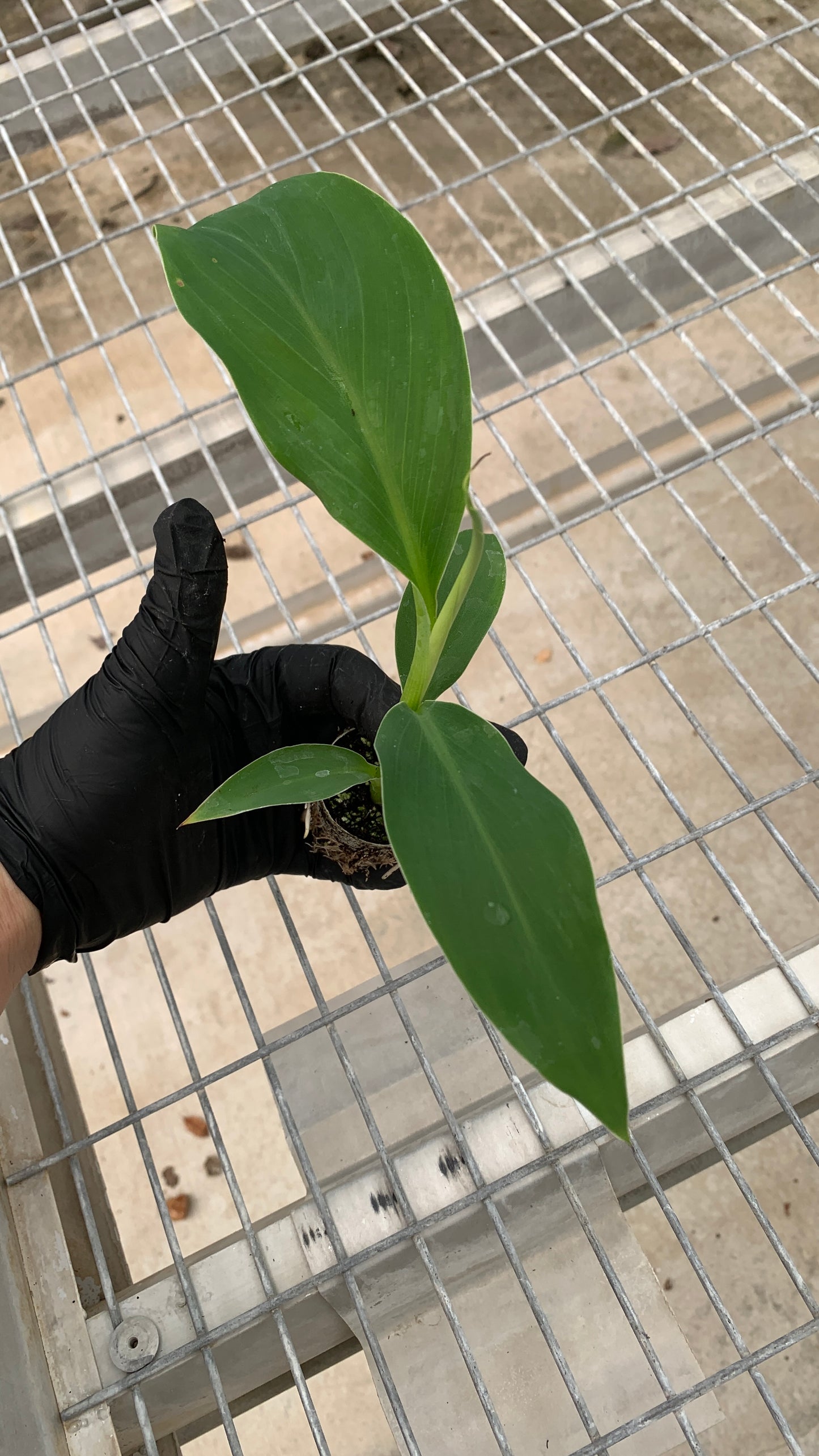 Ice Cream Banana Tissue Culture Starter Trees - Musa acuminata - MicroStarts Plant Plugs
