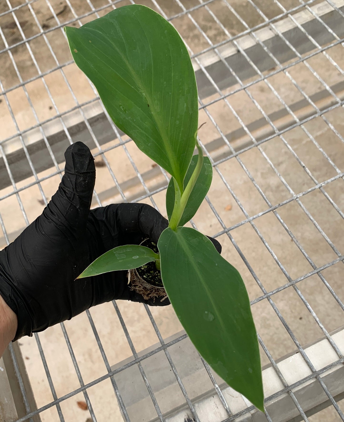 Ice Cream Banana - Musa acuminata