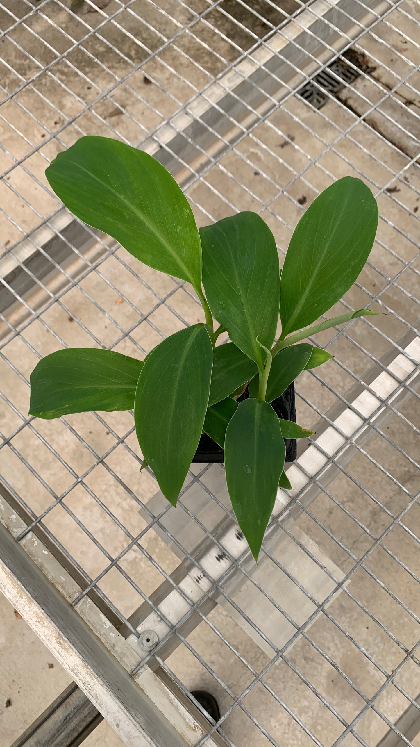 Ice Cream Banana Tissue Culture Starter Trees - Musa acuminata - MicroStarts Plant Plugs