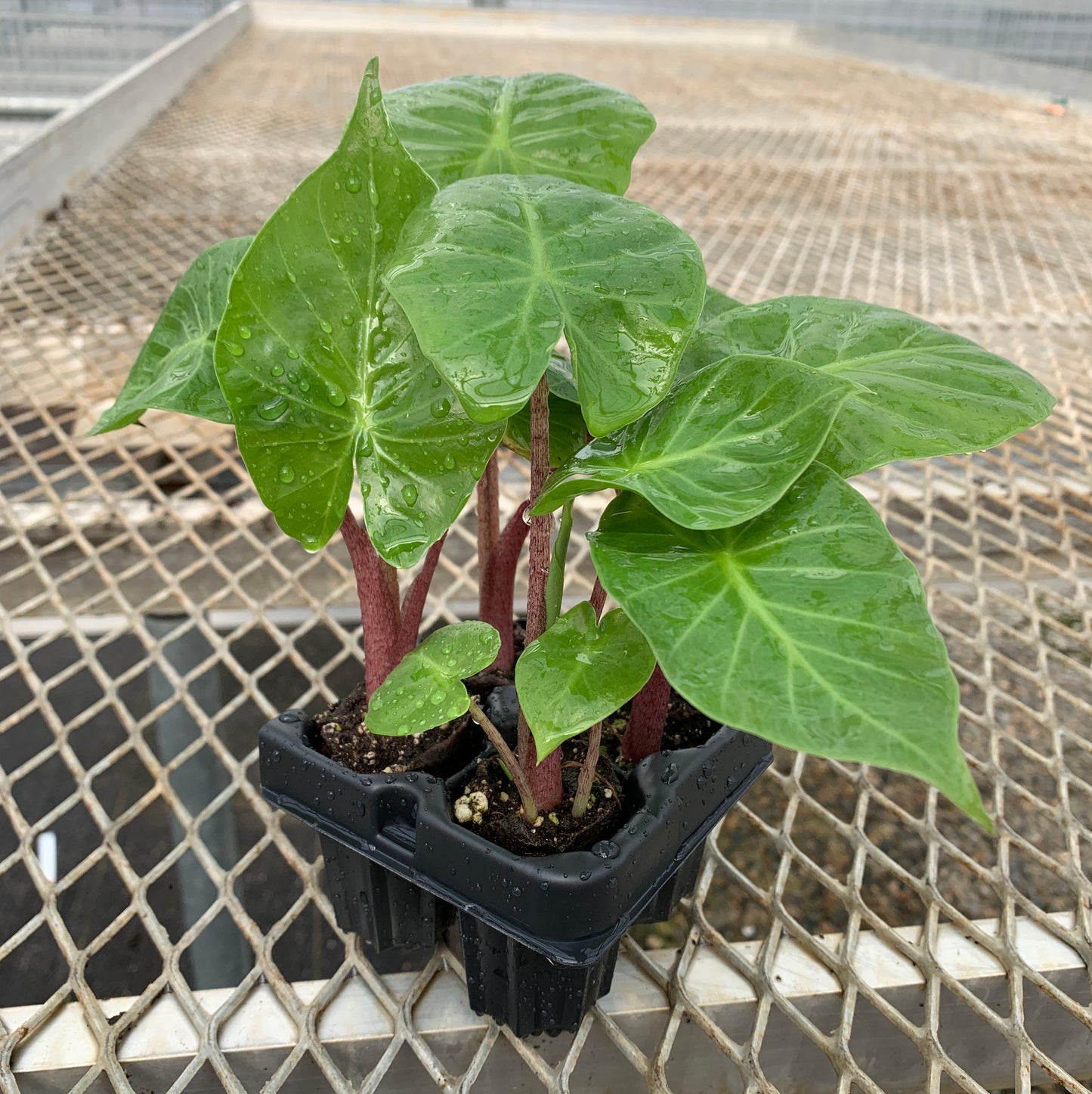 Alocasia 'Imperial Red'