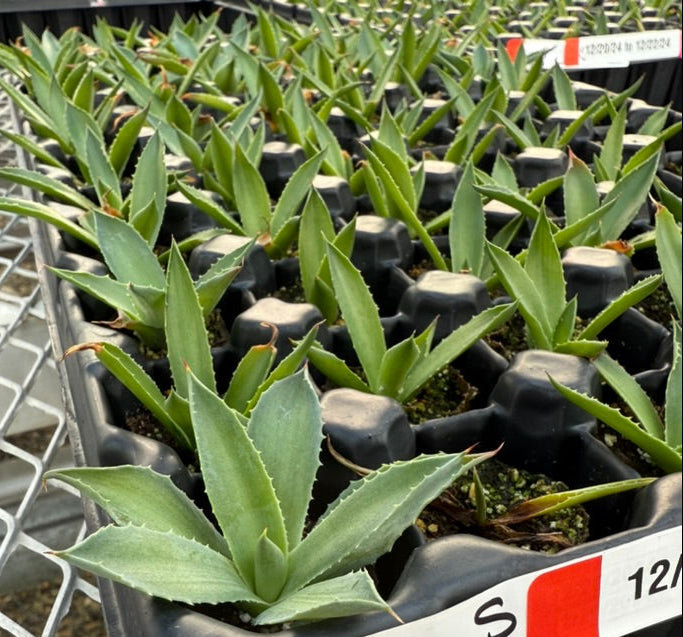 Agave desmetiana 'Jade'