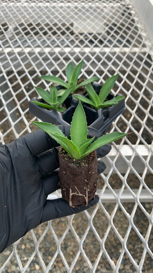 A 4 pack of Agave 'Jade' with one starter plant pulled out to show detail. Each gave has smooth, slightly arching blue-green leaves with slightly yellow edges, and developed roots can be seen through the plant's compostable soil plug.