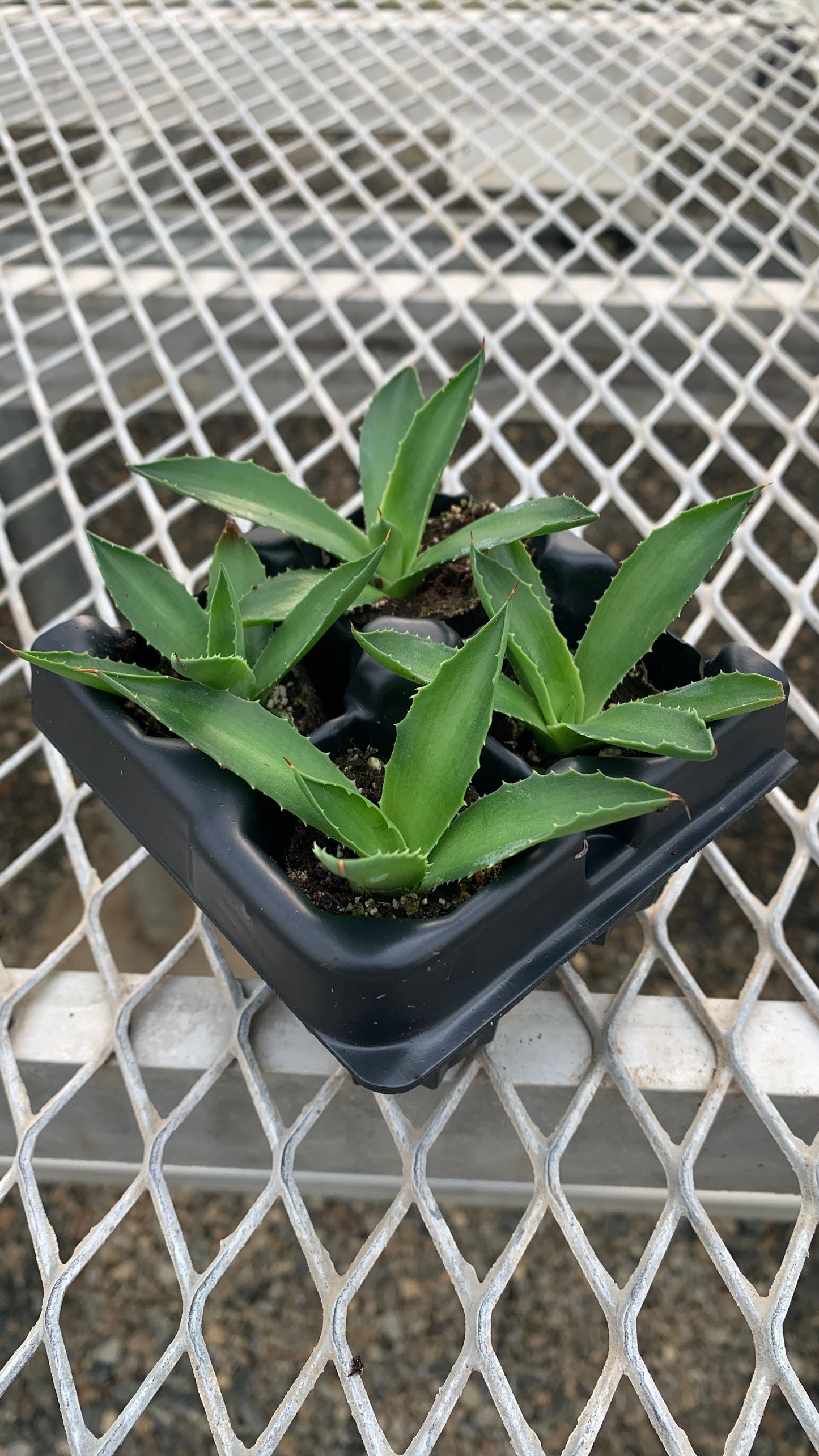A 4 pack of Agave 'Jade'. Each gave has smooth, slightly arching blue-green leaves with slightly yellow edges.