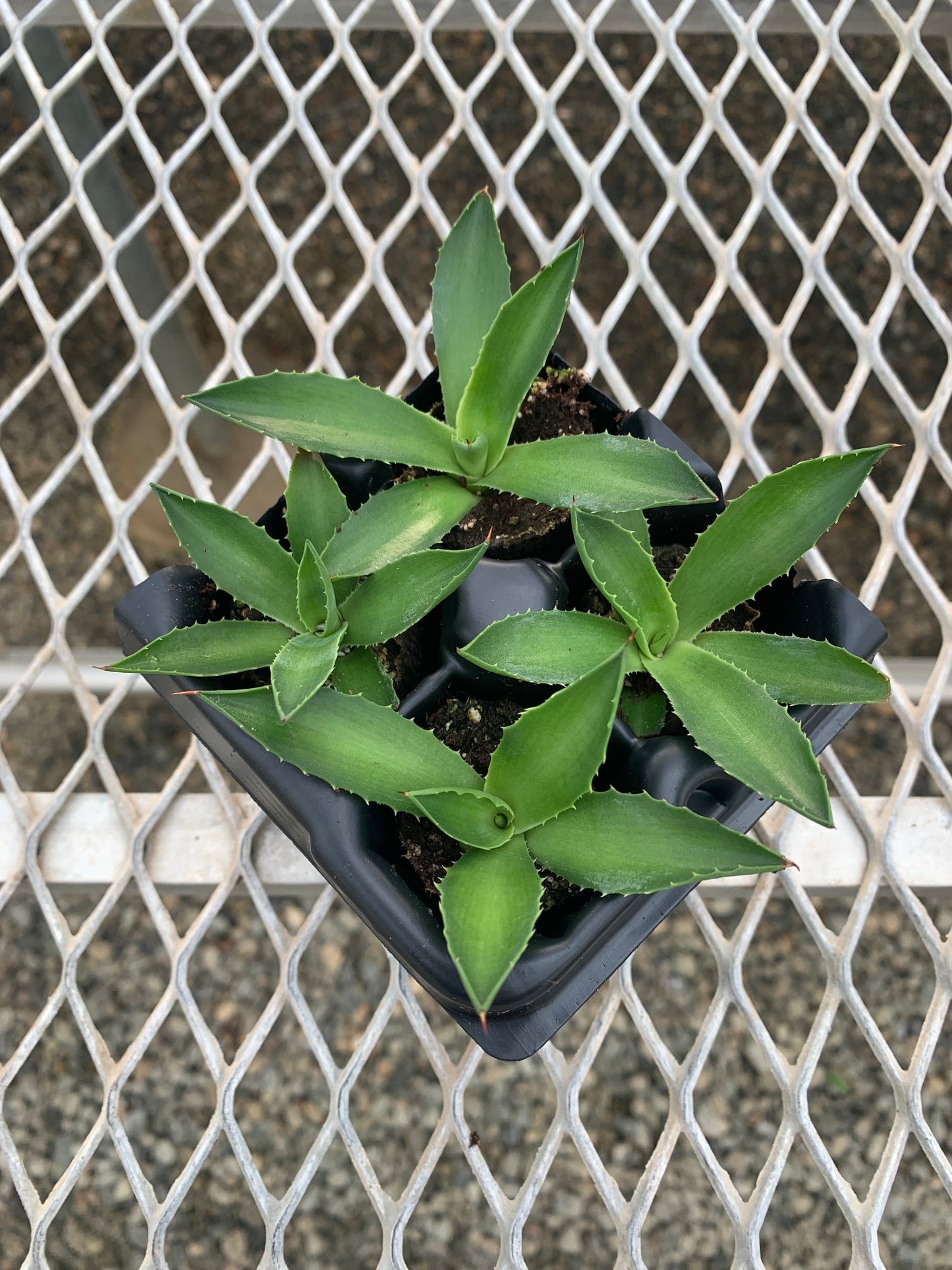 A 4 pack of Agave 'Jade'. Each gave has smooth, slightly arching blue-green leaves with slightly yellow edges.