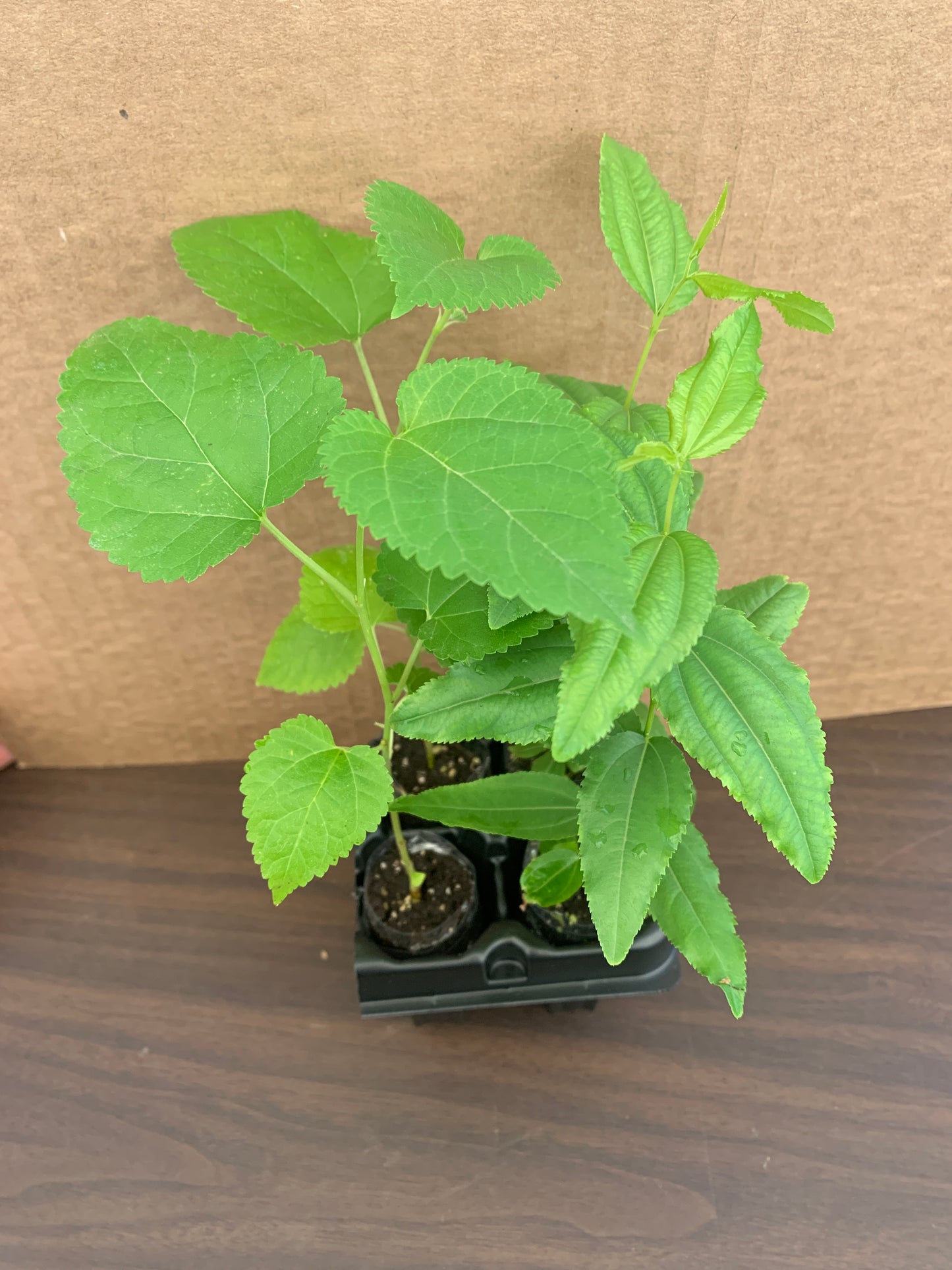 Jujube GA 866 and Mulberry Starter Trees 2x2 Variety Pack - MicroStarts Tissue Culture (Own Root) Starter Trees