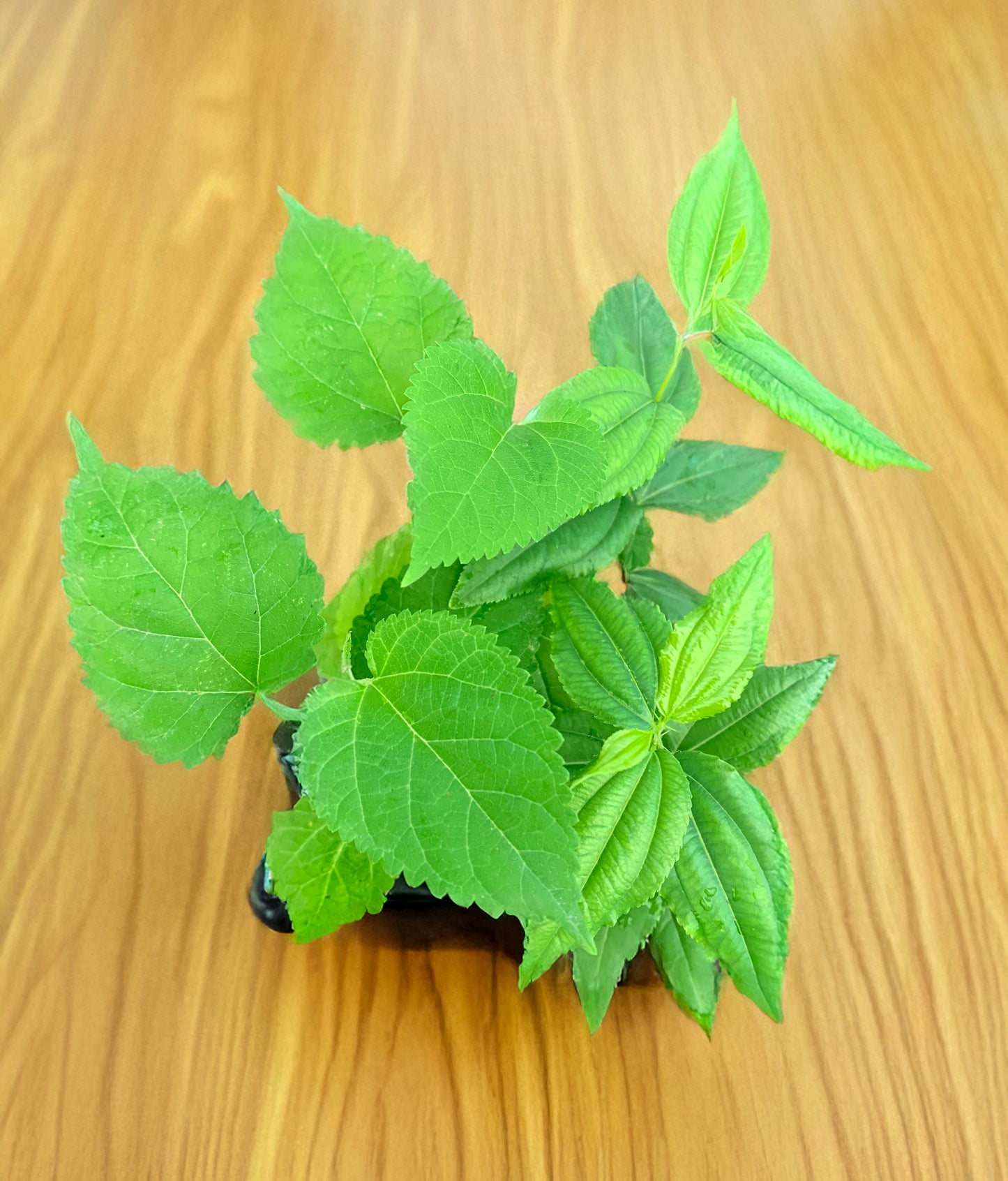 Jujube GA 866 and Mulberry Starter Trees 2x2 Variety Pack - MicroStarts Tissue Culture (Own Root) Starter Trees