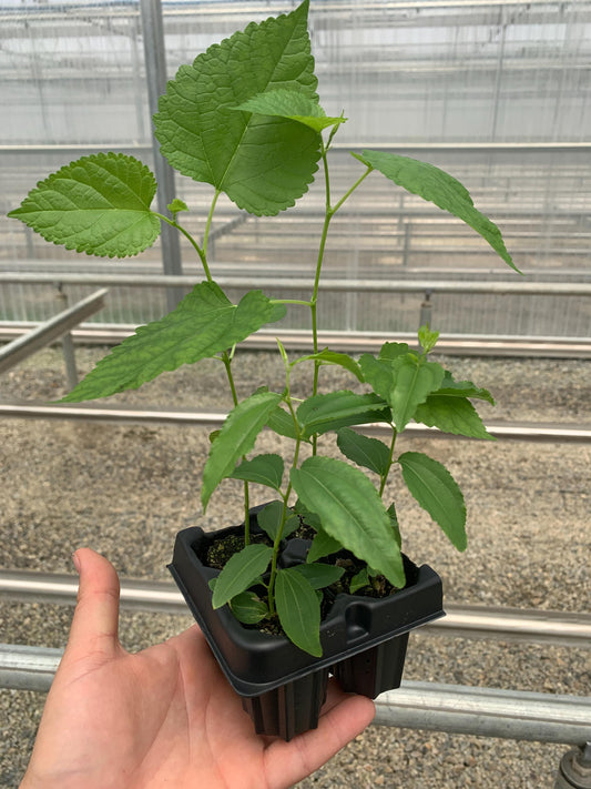 A small tray of 2 Himalayan Mulberry and 2 jujube GA-866 young plants. The plants' leaves are a young, bright green.