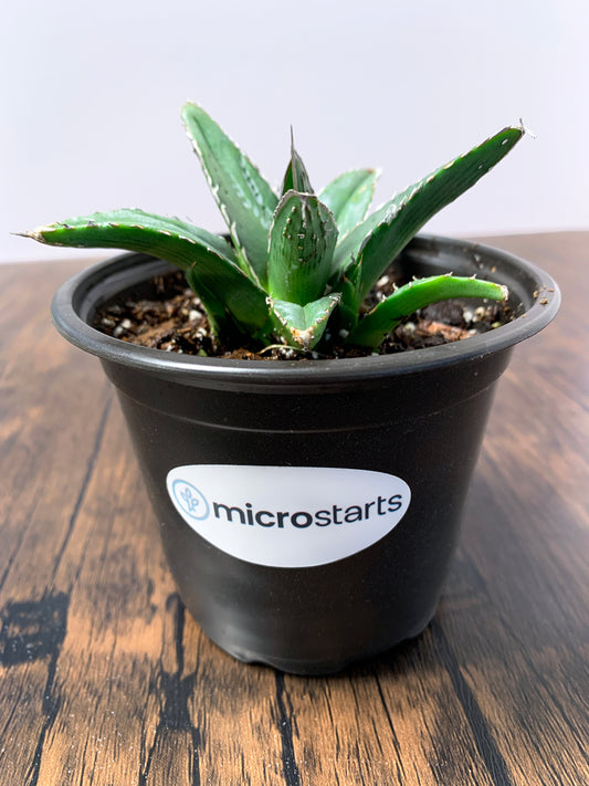 King Ferdinand Agave