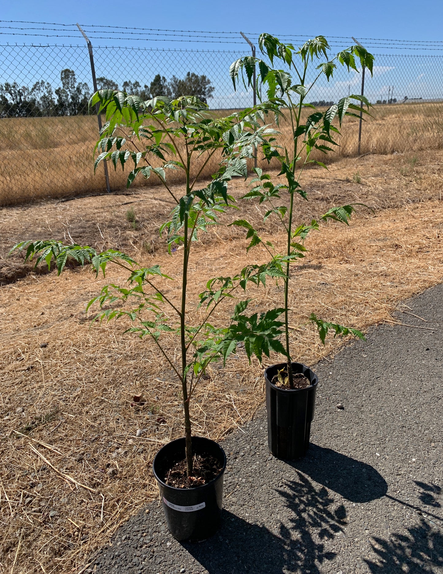 Two Melia azedarach trees, one in a Jumbo Ellepot, and the other in a 1 gallon nursery pot. Both plants have dark green, glossy, feathery leaves.