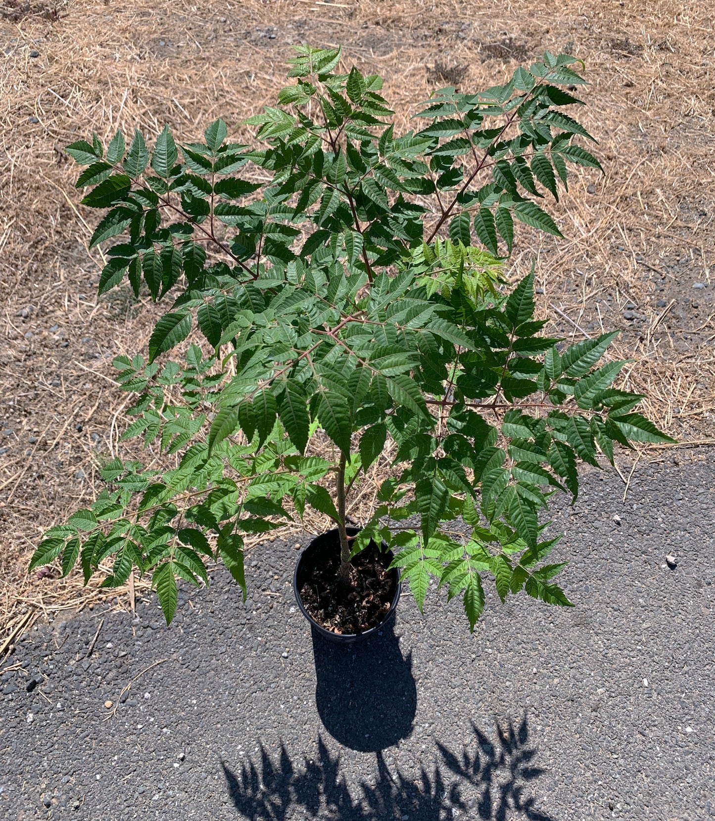 A Melia azedarach tree growing in a 1 gallon nursery pot from above. The plant has dark green, branching leaves and numerous branches.