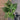 A Melia azedarach tree growing in a 1 gallon nursery pot from above. The plant has dark green leaves and numerous branches.