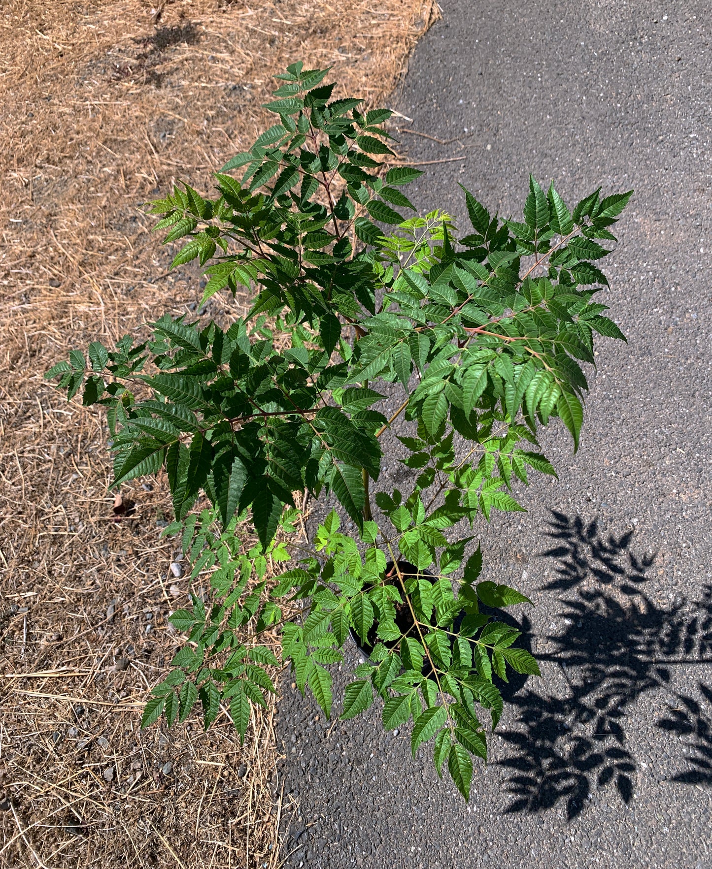 A Melia azedarach tree growing in a 1 gallon nursery pot from above. The plant has dark green leaves and numerous branches.