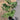 A Melia azedarach tree growing in a 1 gallon nursery pot. The plant has fine green leaves and a slender trunk.