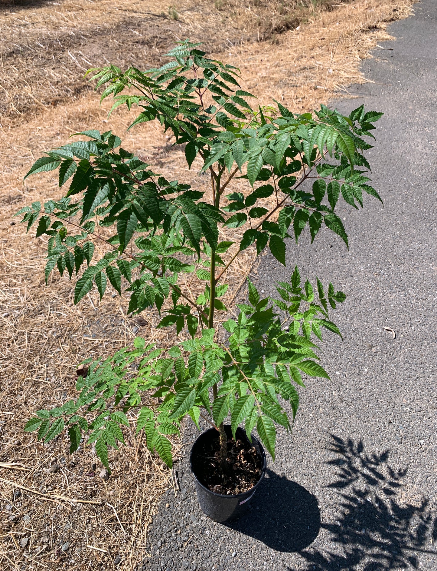 A Melia azedarach tree growing in a 1 gallon nursery pot. The plant has fine green leaves and a slender trunk.