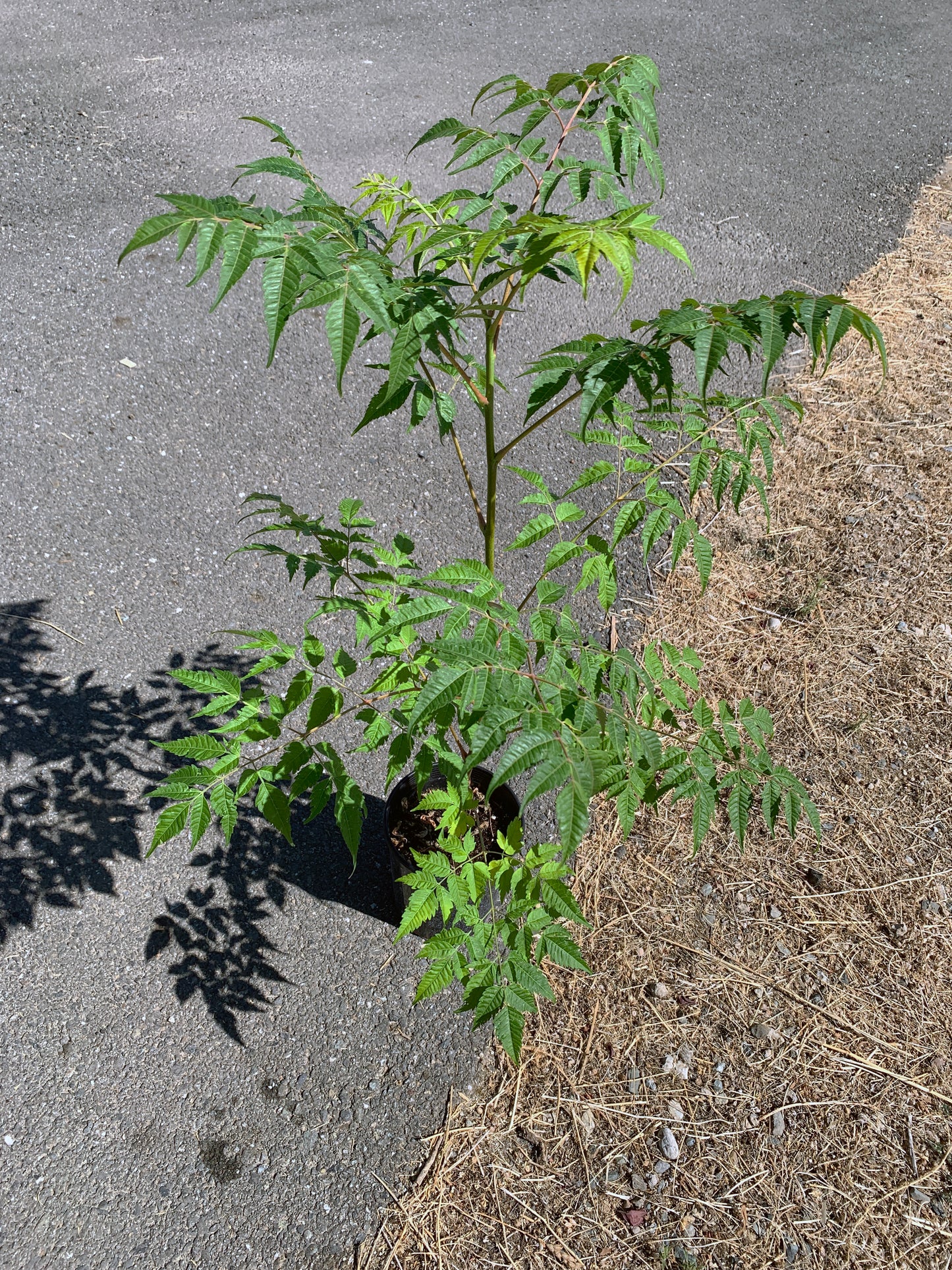 A young Melia azedarach tree with numerous branches of spread-out green leaves on a thin trunk.