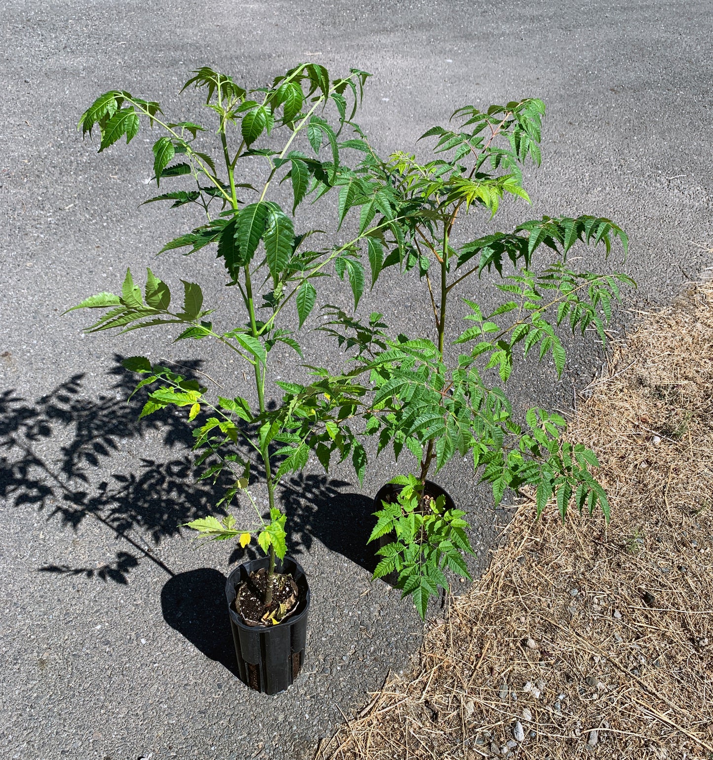 Two Melia azedarach trees, one in a Jumbo Ellepot, and the other in a 1 gallon nursery pot. Both plants have dark green, feathery leaves.