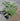 Two Melia azedarach trees, one in a Jumbo Ellepot, and the other in a 1 gallon nursery pot. Both plants have dark green, feathery leaves.