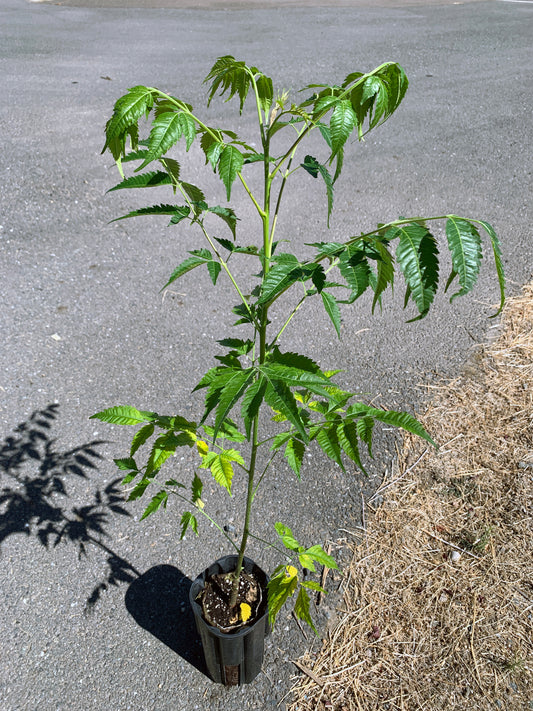 A Melia azedarach tree with finely divided, feathery green leaves and a slender trunk, grown in a Jumbo Ellepot. The leaves a dark green, and the soil in the Ellepot appears moist.