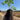Young Melia azedarach tree with finely divided, feathery green leaves and a slender trunk, grown in a Jumbo Ellepot. A strong root system is visible in the Ellepot, which can be planted directly into the ground.
