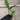 An Adanson's Monstera plug held in a gloved hand. The plug is in an ellepot, and shows a developed root system. One of the leaves displays the plant's characteristic holes.