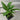 A 4 pack of Adanson's Monstera from the side. Each starter plant has multiple leaves, and their stems are sturdy and freestanding.