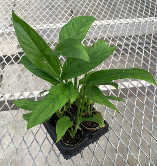 A 4 pack of Adanson's Monstera from the side. Each starter plant has multiple leaves, and their stems are sturdy and freestanding.