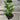A 4 pack of Adanson's Monstera from the side. Each starter plant has multiple leaves, and their stems are sturdy and freestanding.