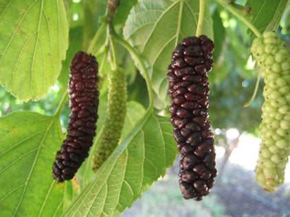 Jujube GA 866 and Mulberry Starter Trees 2x2 Variety Pack - MicroStarts Tissue Culture (Own Root) Starter Trees