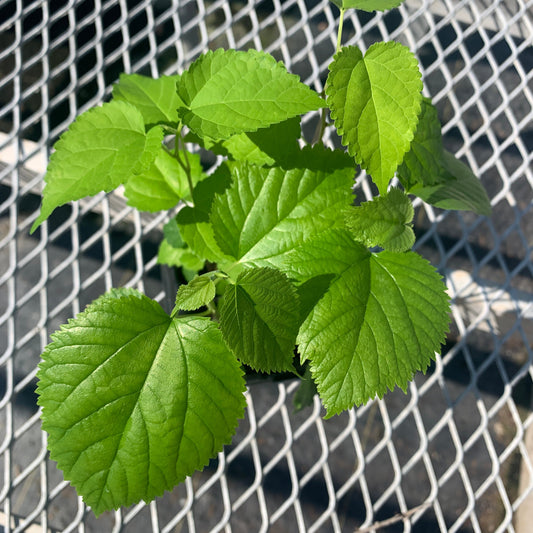 An assorted 2x2 pack of mulberry starter plants from above. The mulberries in the picture have varying leaf sizes and colors due to the mix of varieties.