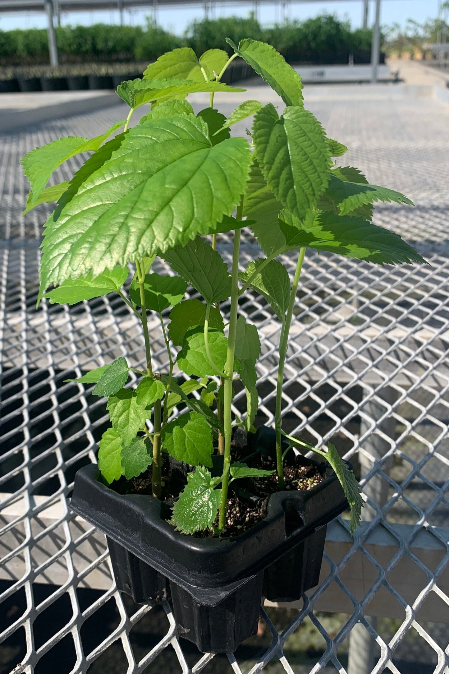 An assorted 2x2 pack of mulberry starter plants from the side. The mulberries in the picture have varying heights and leaf sizes and colors due to the mix of varieties.