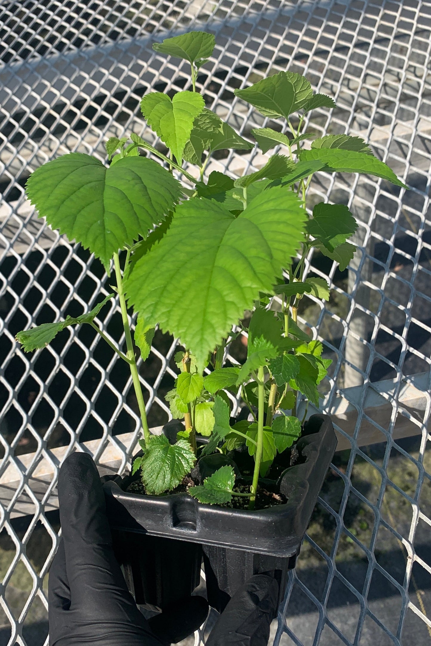 A variety 6 pack of starter mulberry trees. The 6 pack includes 2 Himalayan, 2 dwarf everbearing, and 2 Pakistani mulberry starter trees.