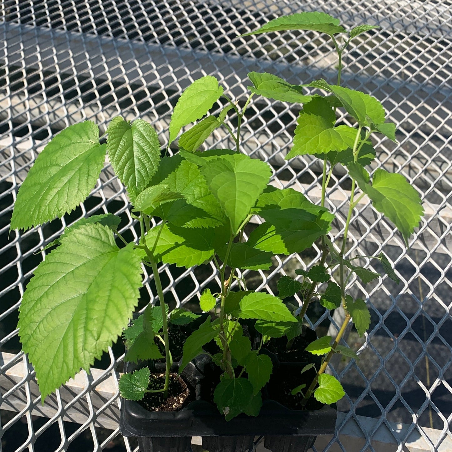 A variety 6 pack of starter mulberry trees. Each row of mulberries vary slightly in height and their leaf sizes and colors vary due to the differences in variety.