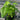 A variety 6 pack of starter mulberry trees. The mulberry trees vary slightly in height and their leaf sizes and colors vary due to the differences in variety.