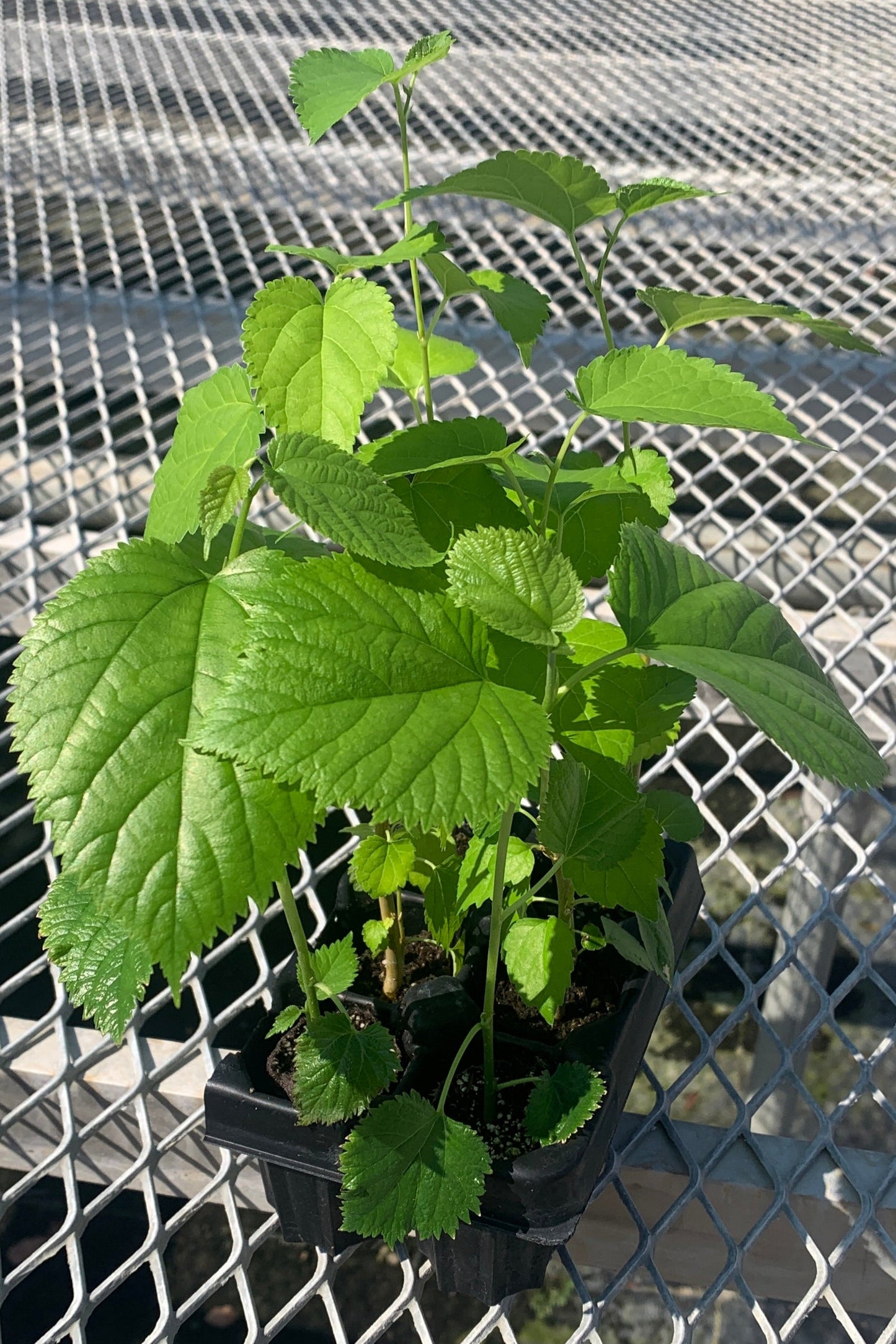 A variety 6 pack of starter mulberry trees. The mulberry trees vary slightly in height and their leaf sizes and colors vary due to the differences in variety.