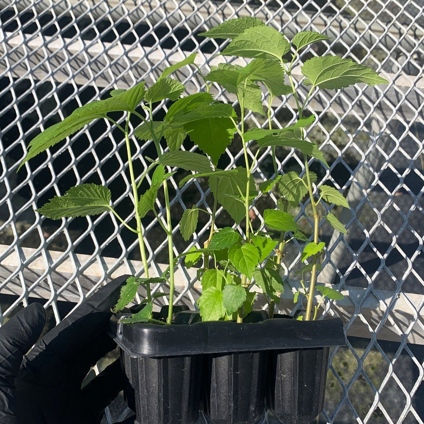 A variety 6 pack of starter mulberry trees shown from the side. The mulberries all have sturdy stems and numerous leaves. Each row of mulberries vary slightly in height and their leaf sizes and colors vary due to the differences in variety.