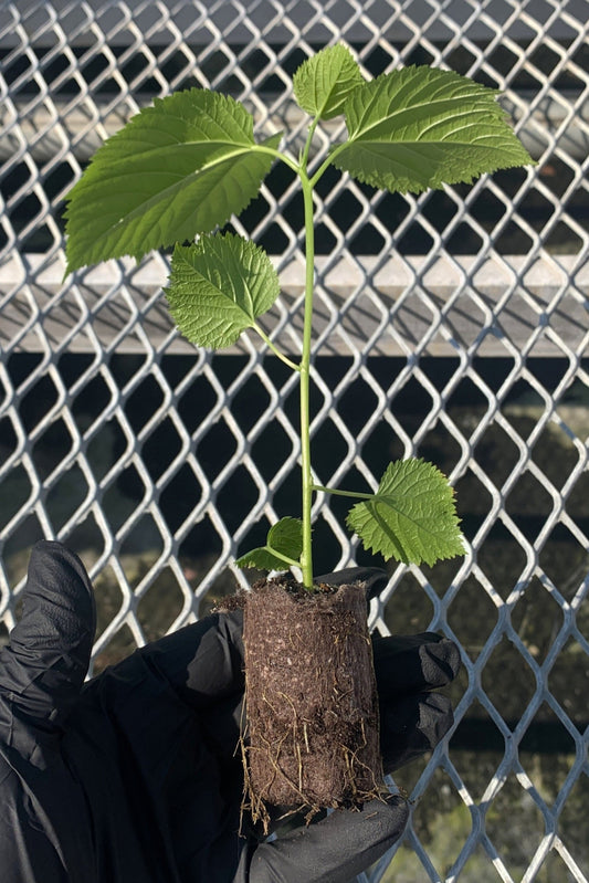 A single mulberry starter plant plug. The plug has small and large leaves, and is bright green.